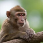 Monkey Puns