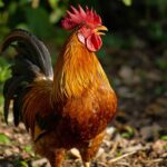 Rooster