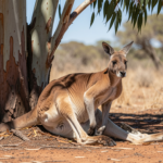 Kangaroo